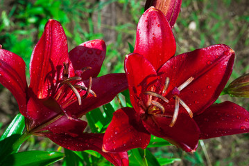 Red lily flower with drops of dewdrops of dew in garden. Red lily commonly known as Oriental...
