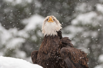 Bald eagle in snow