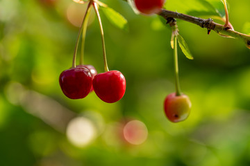 Two juicy red cherries hanging down a branch