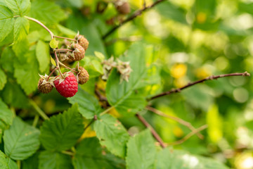 A raspberry surrounded from some unseasoned ones