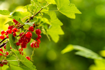 Some redcurrants on a bush at sunshine