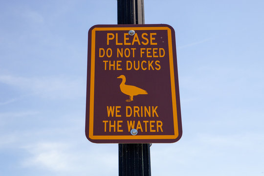 Please do not feed the ducks