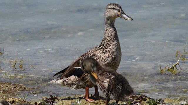 mamma anatra controlla i suoi piccoli che dormono profondamente sulla riva del lago