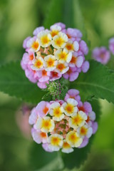 Lantana twin flowers