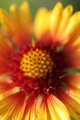 Firewheel flower macro