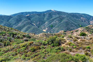 Naklejka premium Hiking into tall brush in Southern California mountains on hot summer morning with bright sun