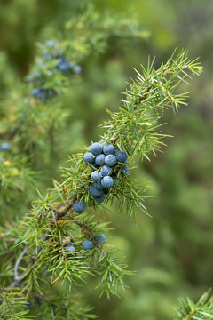 Medicinal plant - Juniperus communis