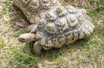 Close up image of a Leopard tortoise (Stigmochelys pardalis)