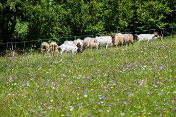Fototapeta premium Schafherde beim weiden