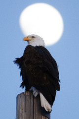 american bald eagle