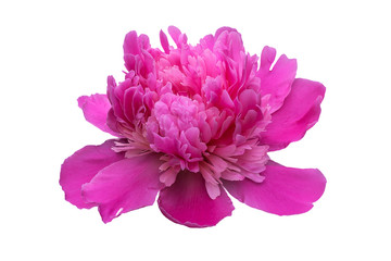 Flower of a pink peony during active blossoming on a white background.