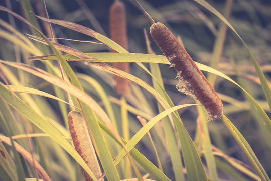 Water sausages sale