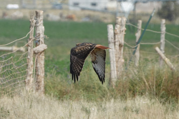 hawk in flight