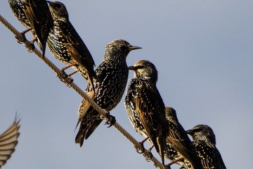 birds on a wire