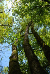 Fototapeta premium Alberi
