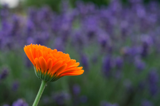 Sattes orange