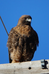 bird of prey