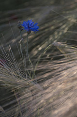 Chaber z pąkami © Tomek Kiecana