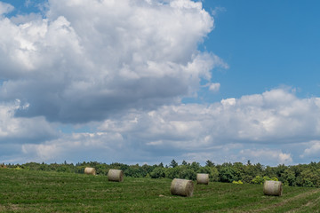Heuernte