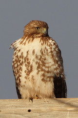 bird, falcon, beak, hawk, animal, predator, prey, nature, raptor, bird of prey, wild, hunter, kestrel, wildlife, eye, feather, eagle, brown, portrait, falconry, feathers, buzzard, head, hunting, eyes