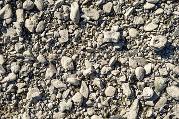 Background with a many gray stones and shells in a dry riverbed. River Rhine in Germany.