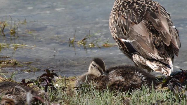 mamma anatra controlla i suoi piccoli che dormono profondamente sulla riva del lago