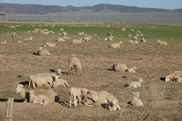Fototapeta premium sheep in the field