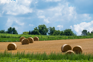 Heuernte