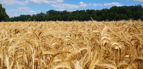 Weizenfeld im Sommer