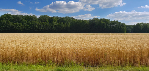 Weizenfeld im Sommer