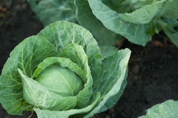 cabbage grows in the garden