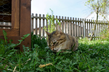 European shorthair with striped gray coat eats grass for better digestion
