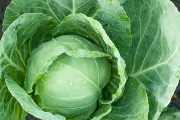 cabbage grows in the garden