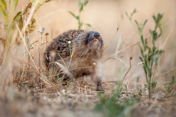hedgehog sniffs the air