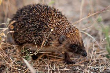 Hedgehog in the wild