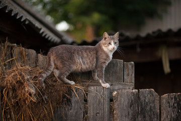 Obraz premium Village grey cat walking on the fence