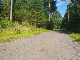 Ein Weg im Wald