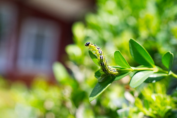Caterpillar as a pest eating buxus leaves, Cydalima perspectalis as the biggest pest for buxus. - obrazy, fototapety, plakaty