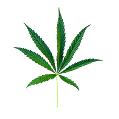 Cannabis leaf Isolate
