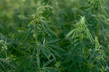 growing cannabis in nature