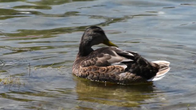 anatre sulle rive del lago si puliscono e si lavano con cura