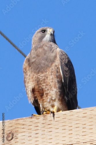 Bird Hawk Falcon Animal Beak Raptor Nature Eagle