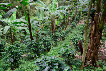 coffee plantation under banana