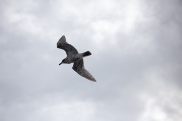 Seagull