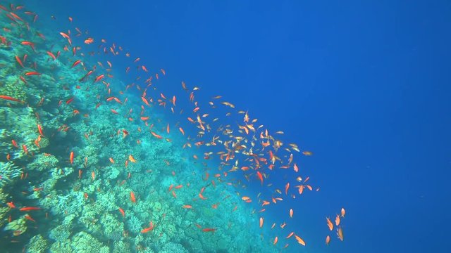 Rafa koralowa .Dahab. Egipt