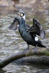 Great cormorant portrait