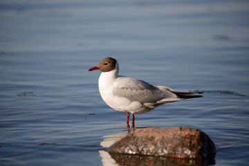 Seagull close-up sits and stands on a rock near the water in the sun