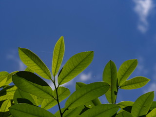Fresh gereen leaves front of the blue sky