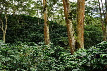 coffee under trees