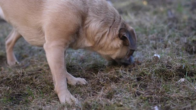 Small pug walking outside and sniffing the grass around him